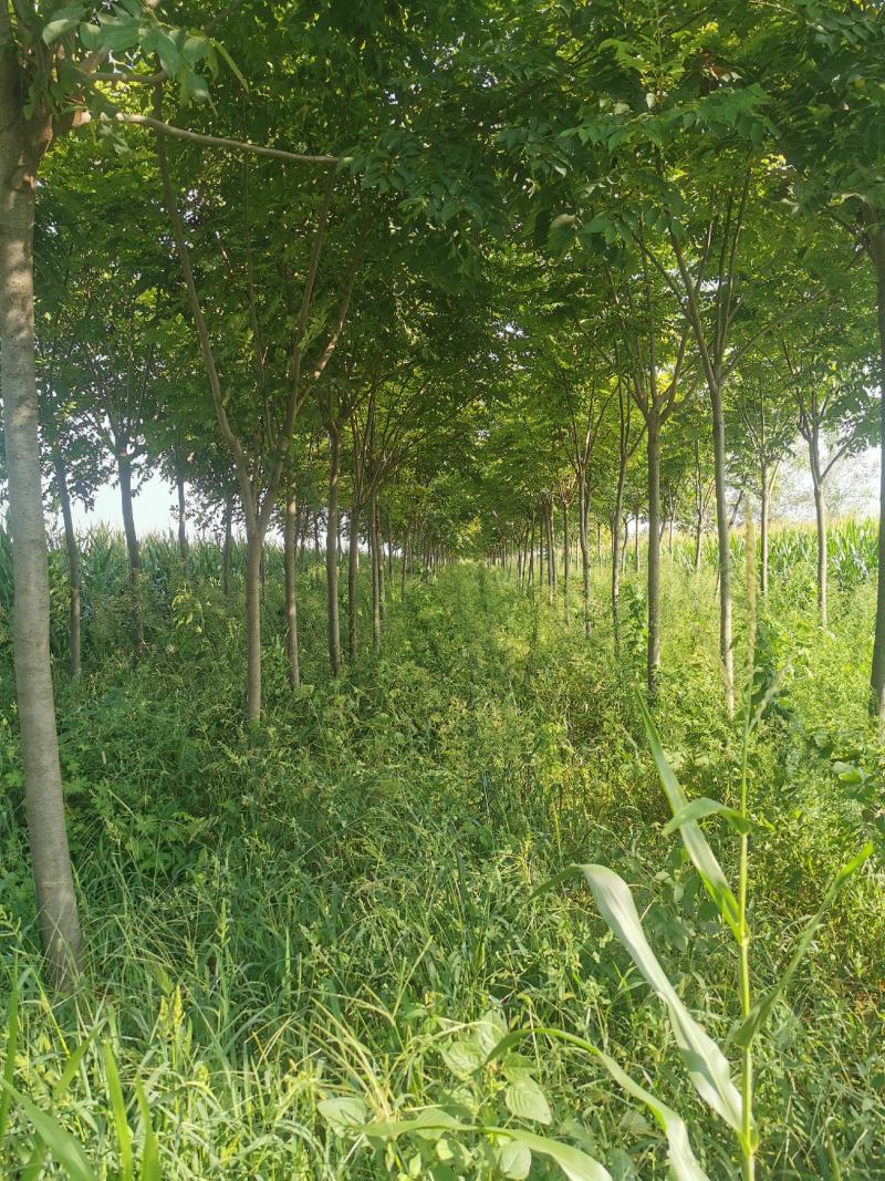出售15～25公分栾树精品各种规格栾树低于市场价处理