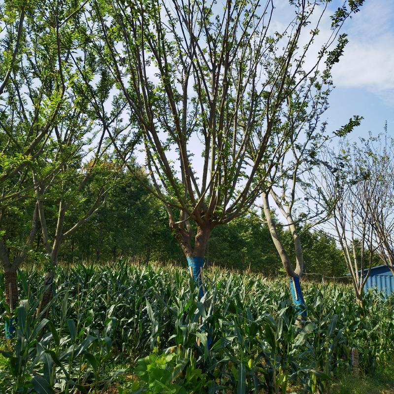邳州市朴树，丛生朴树，朴树，20公分15公分，25公分