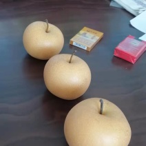 七两两至一斤秋月梨