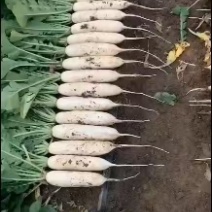 自家种的10亩白罗卜自种自销，除了上车价就没别的费用了