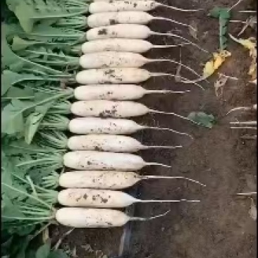 自家种的10亩白罗卜自种自销，除了上车价就没别的费用了