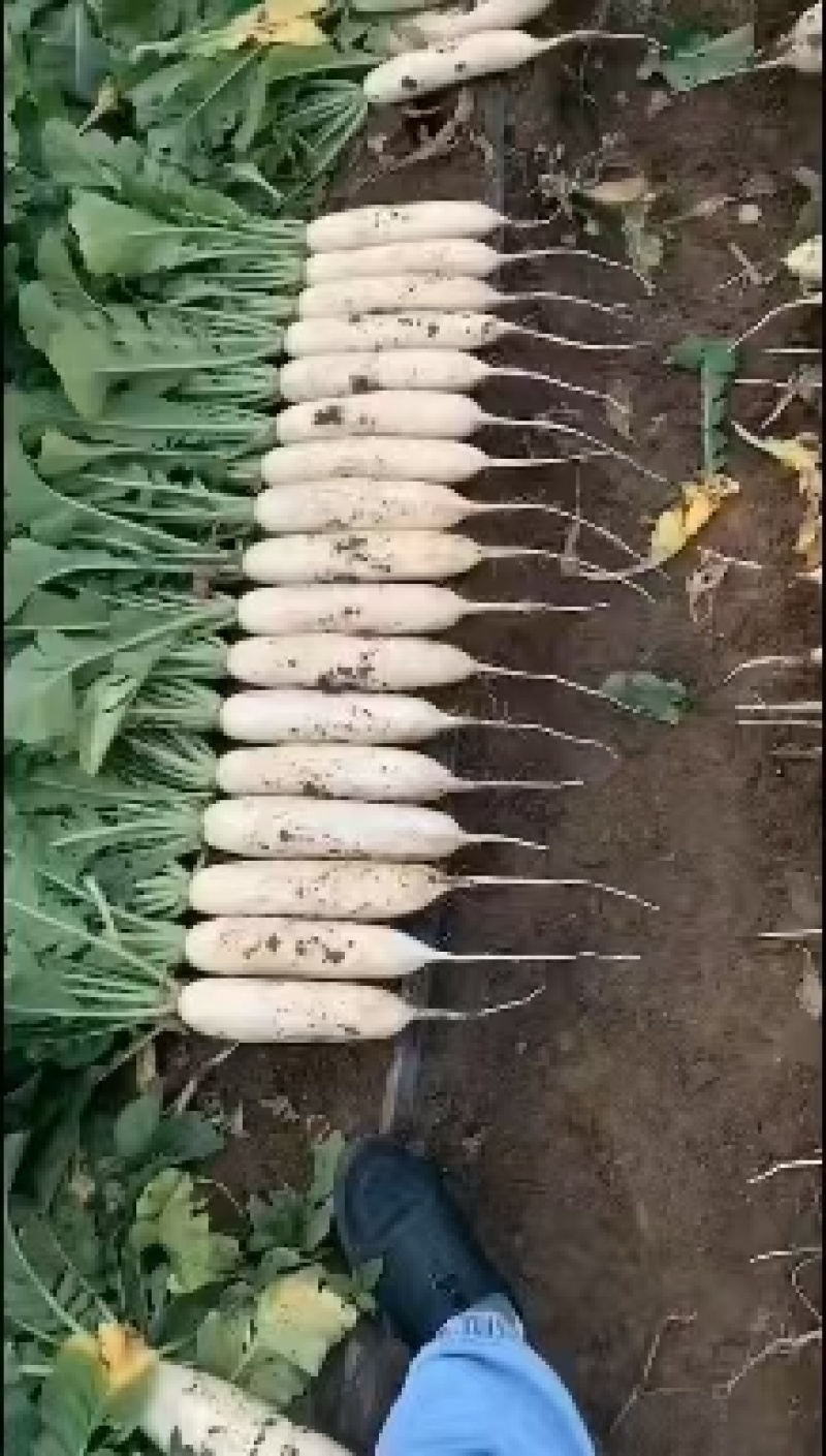 自家种的10亩白罗卜自种自销，除了上车价就没别的费用了