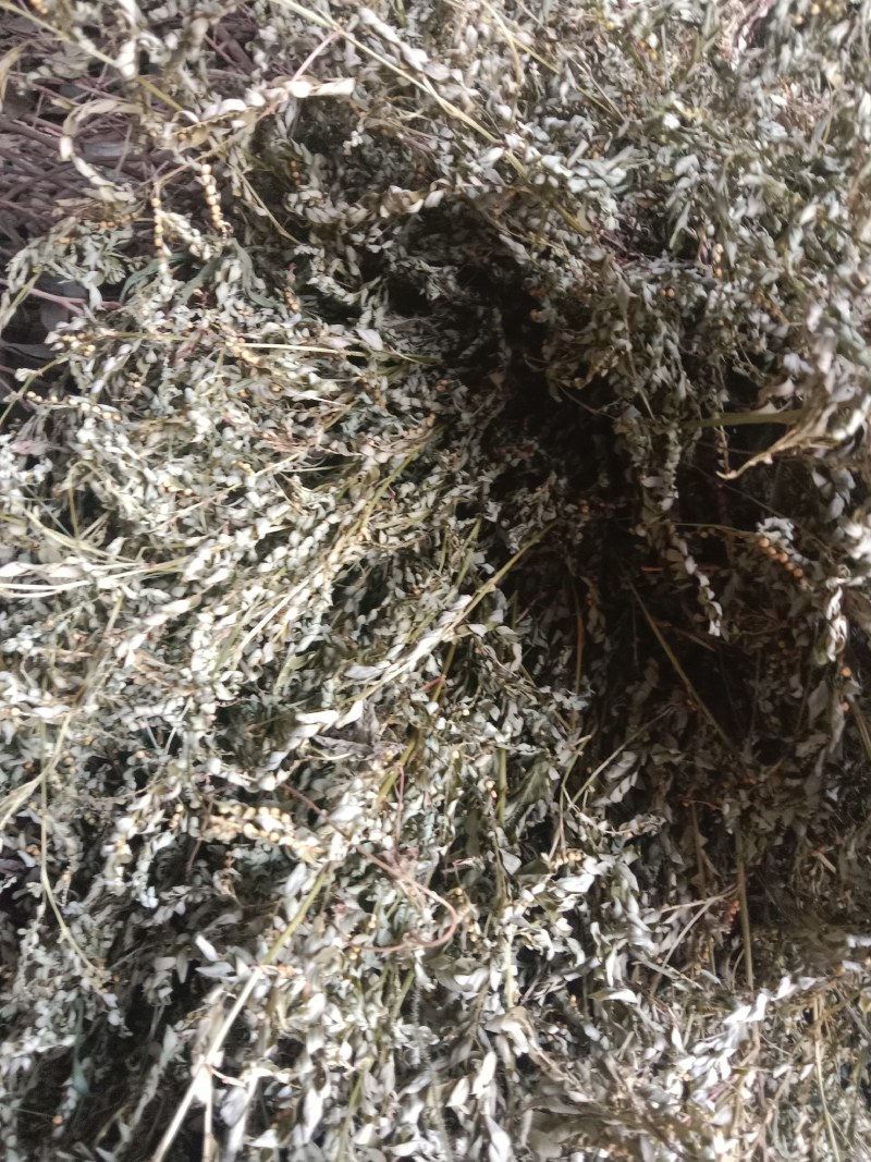 叶下珠全草干货产地直销