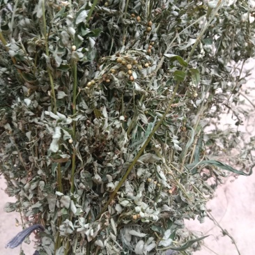 叶下珠全草干货产地直销