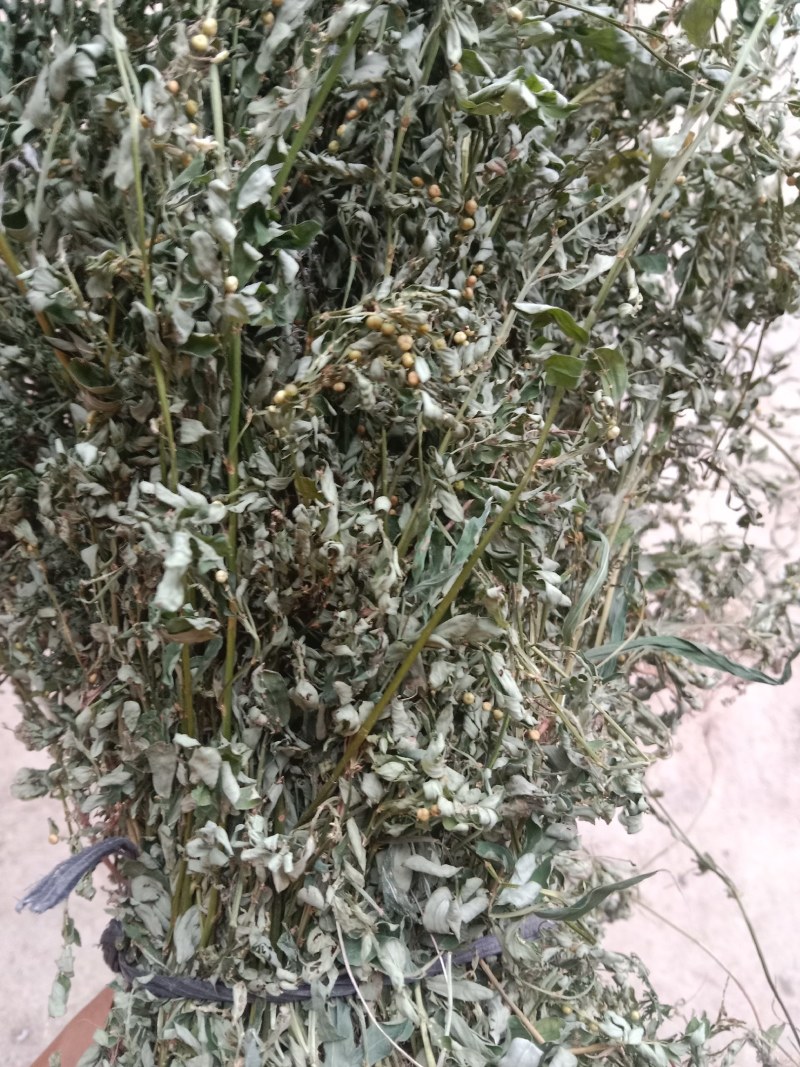 叶下珠全草干货产地直销
