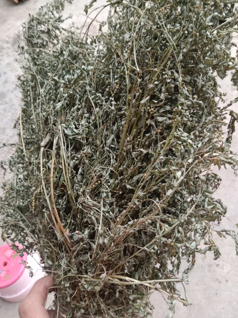 叶下珠全草干货产地直销