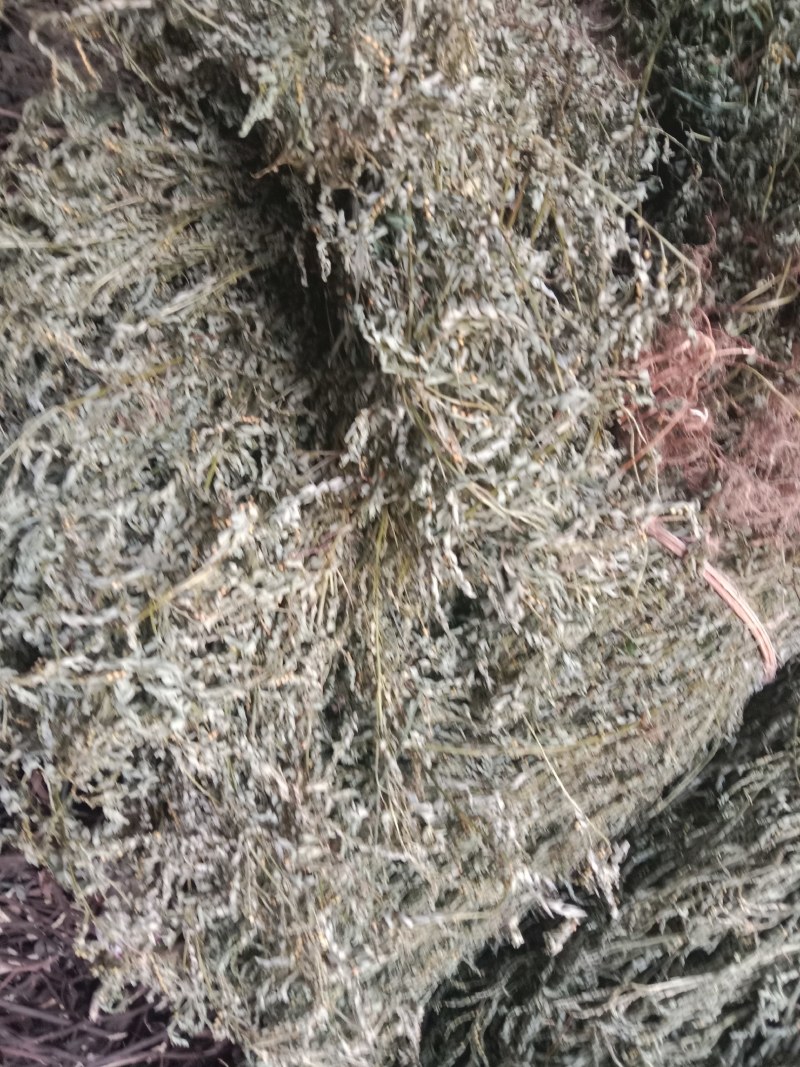 叶下珠全草干货产地直销