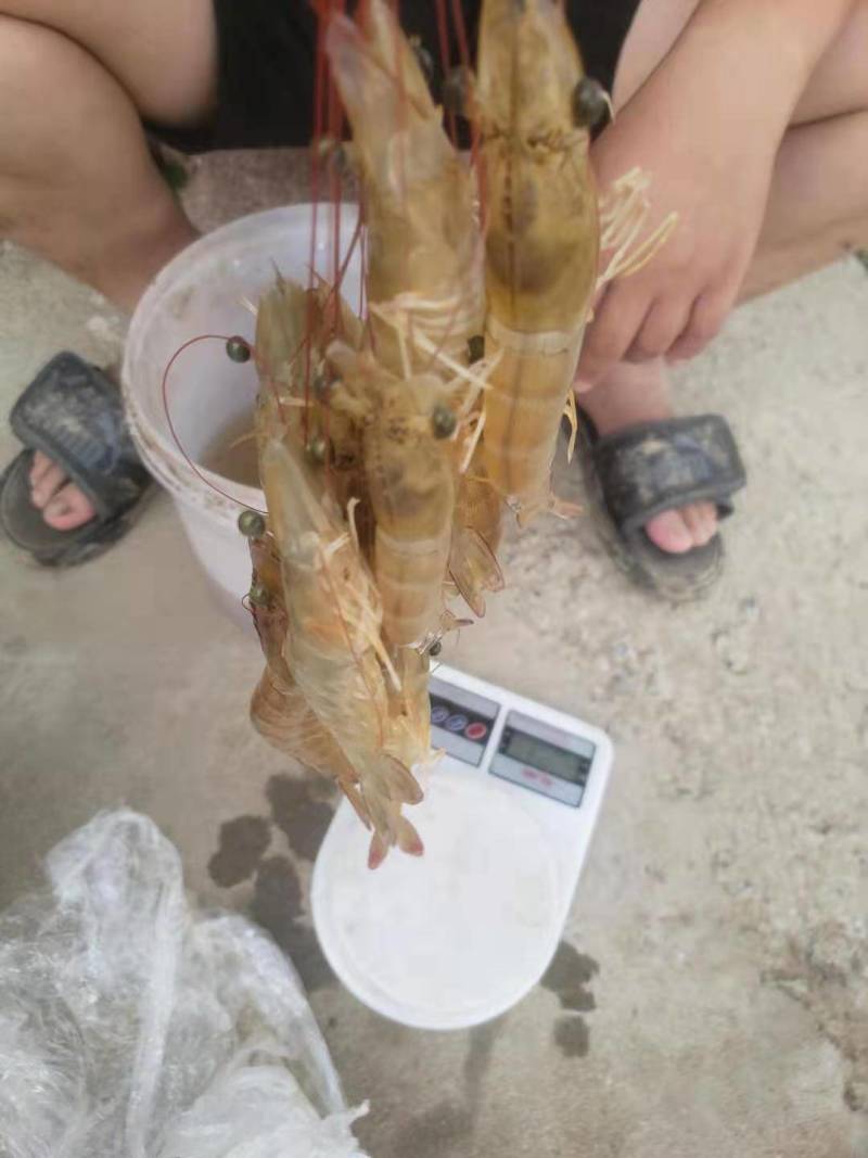 23头南美白对虾。
