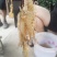 23头南美白对虾。