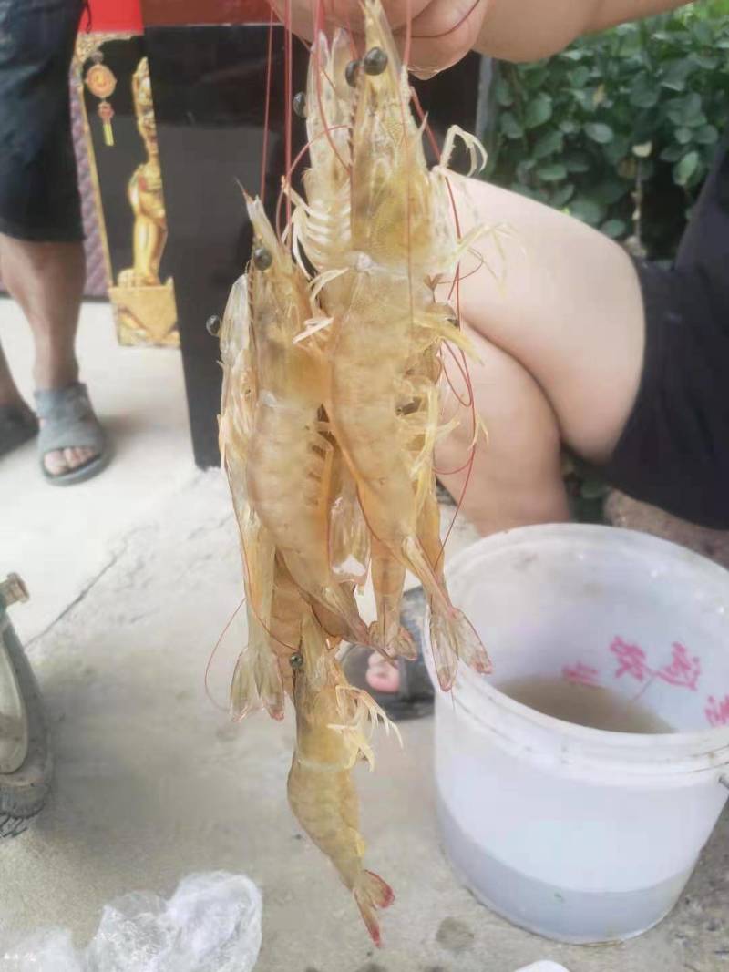 23头南美白对虾。