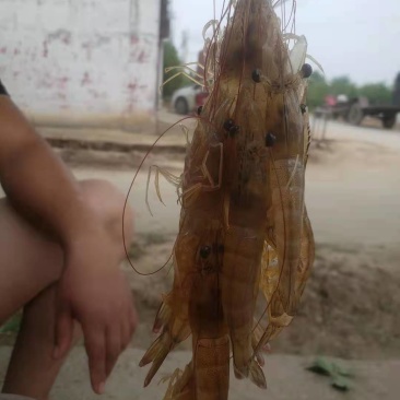 23头南美白对虾。