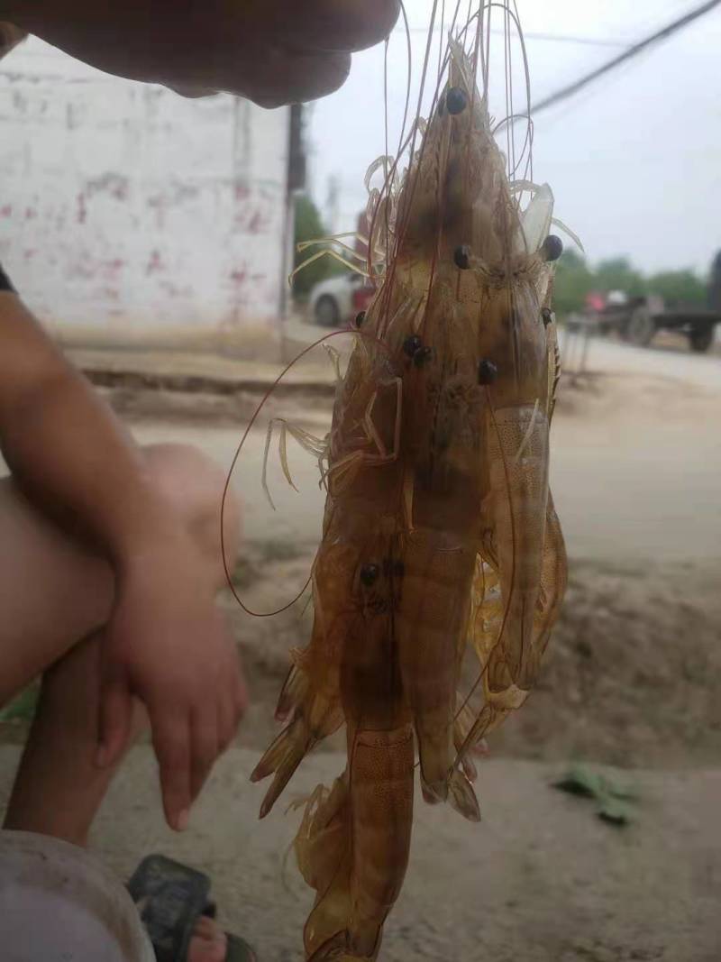 23头南美白对虾。