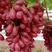 四川省大凉山彝族自治州西昌市克伦生葡萄大量上市，