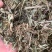 8珍珠草【包邮】三斤起发货可批量可零售量大从优