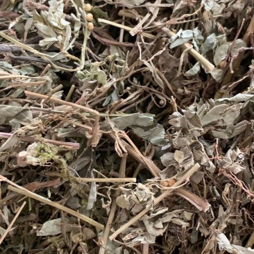 8珍珠草【包邮】三斤起发货可批量可零售量大从优