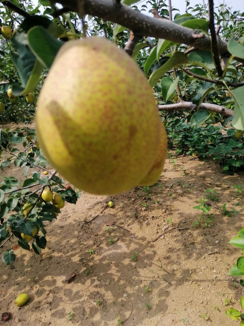 红香酥