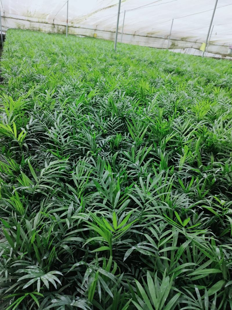 散尾葵