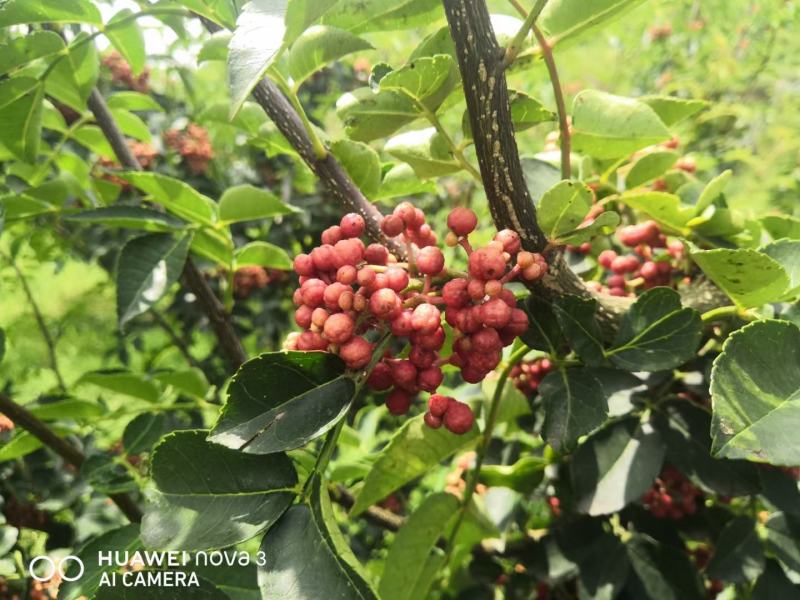 产地直供（包邮）陕西渭南大红袍花椒货源充足，2021新