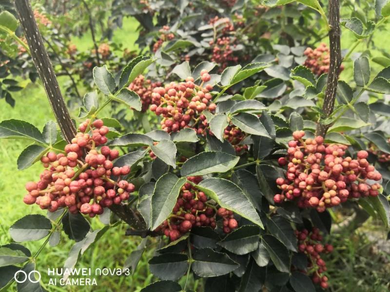产地直供（包邮）陕西渭南大红袍花椒货源充足，2021新