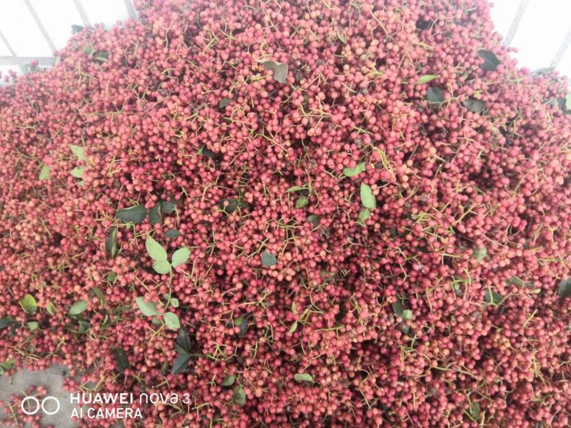 产地直供（包邮）陕西渭南大红袍花椒货源充足，2021新