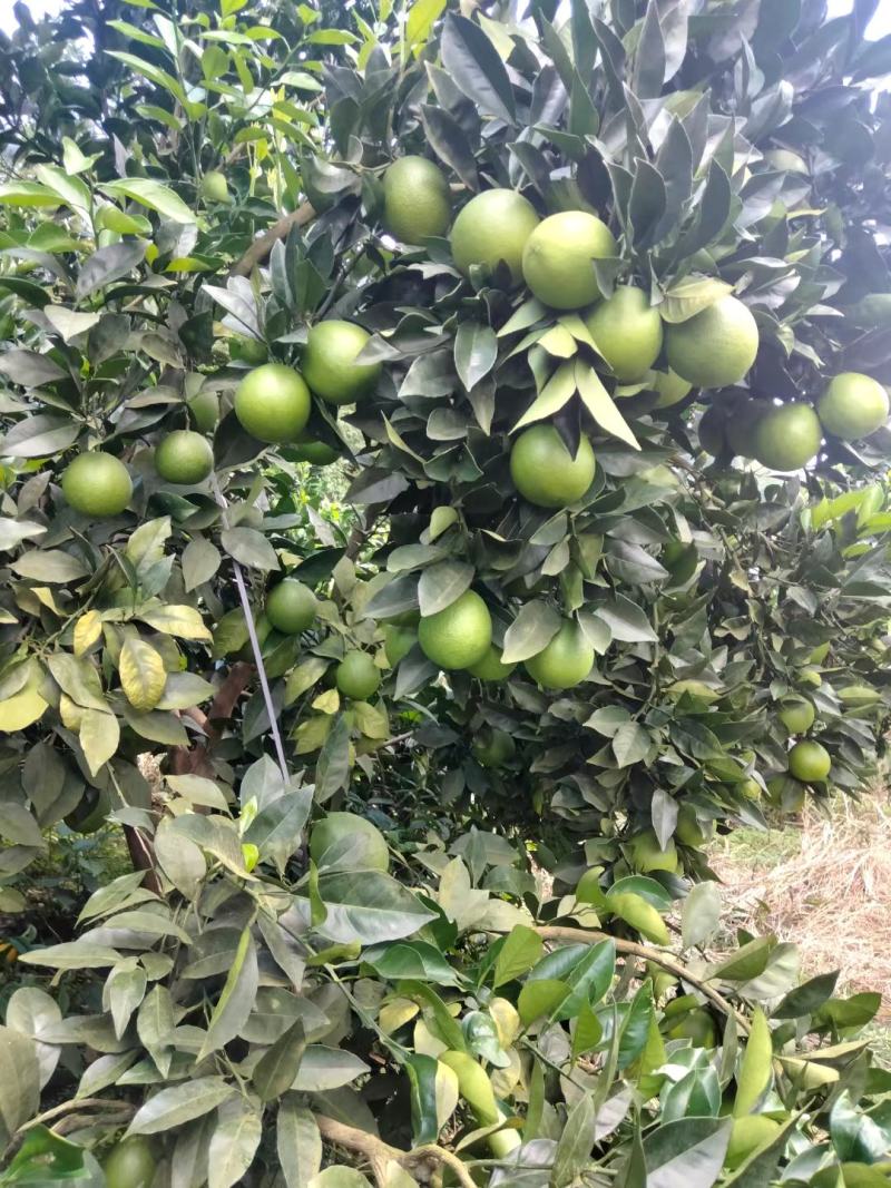 脐橙