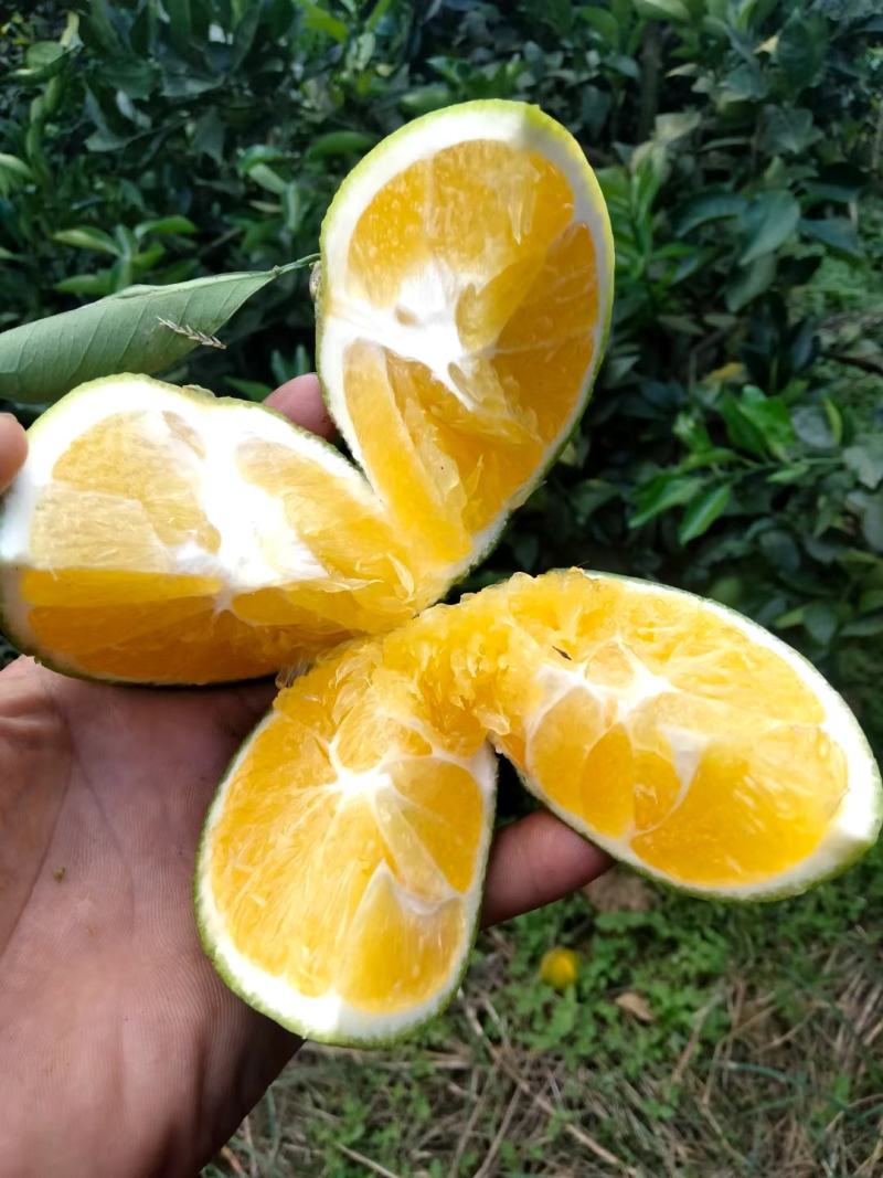 脐橙