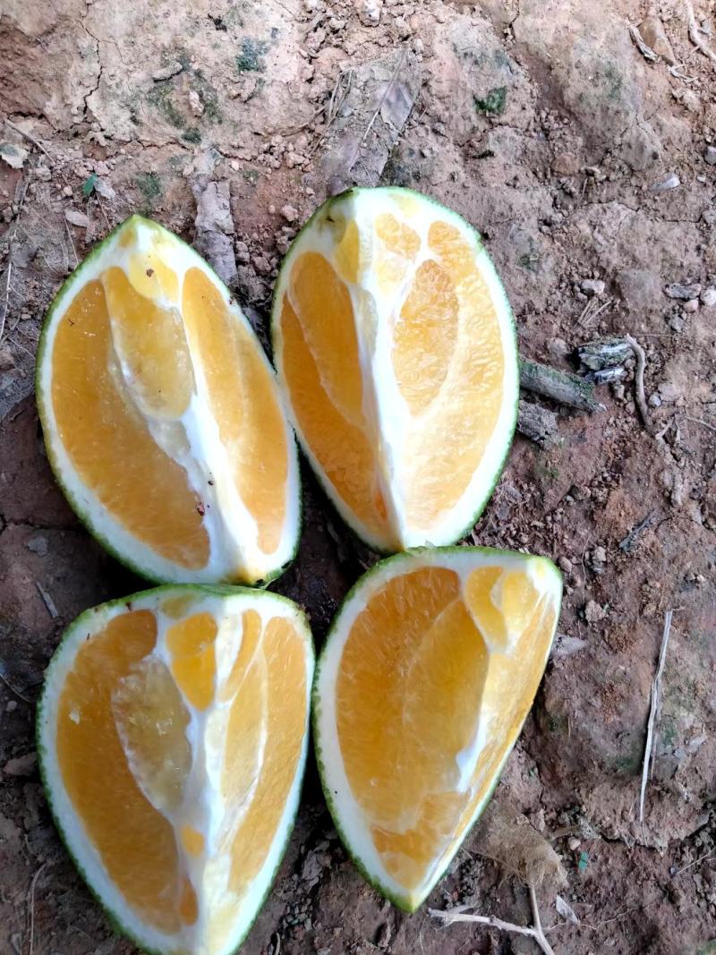 脐橙