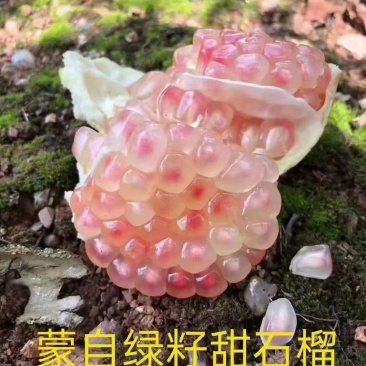 蒙自绿籽老树石榴隆重上市