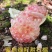 蒙自绿籽老树石榴隆重上市