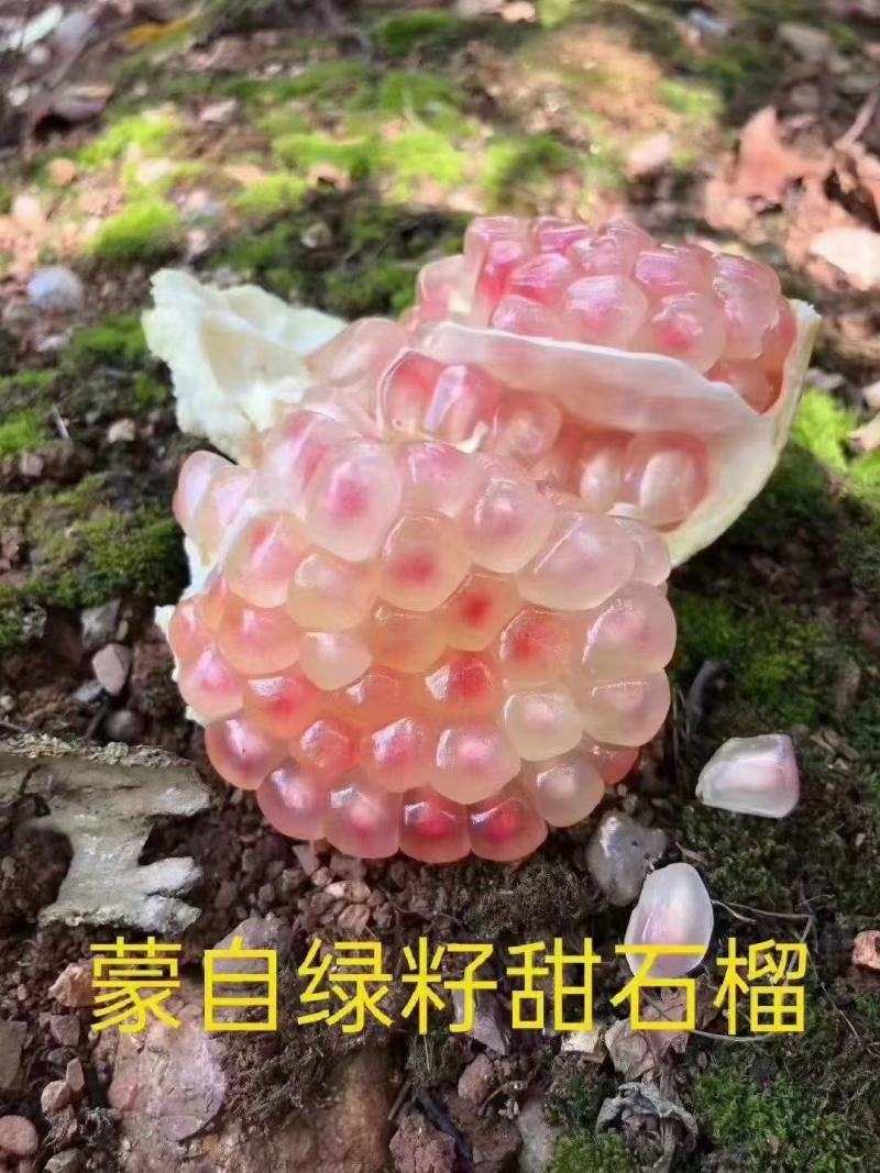 蒙自绿籽老树石榴隆重上市