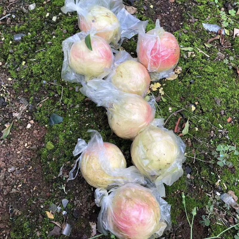 蒙自绿籽老树石榴隆重上市