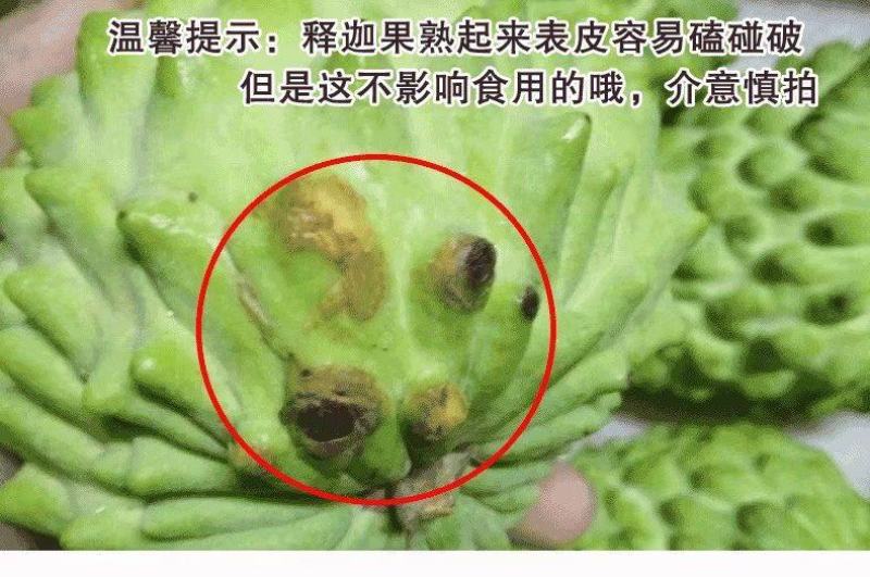 【有好货一件代发】凤梨释迦5斤包邮包售后一件代发