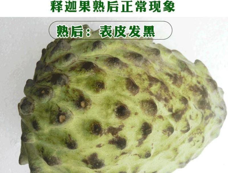 【有好货一件代发】凤梨释迦5斤包邮包售后一件代发
