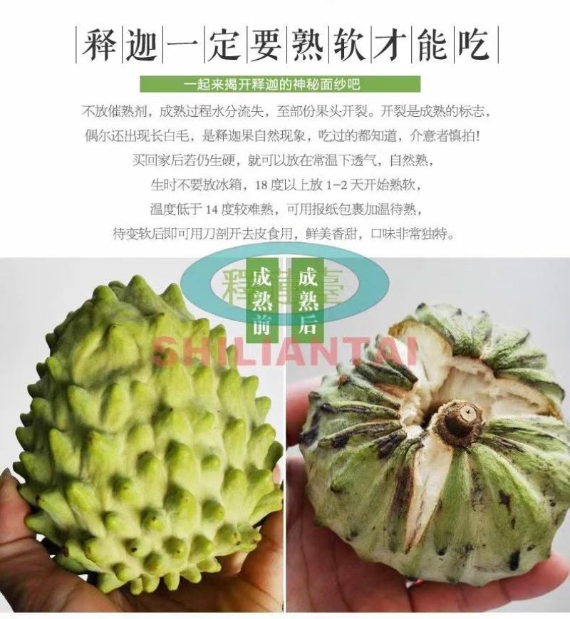 【有好货一件代发】凤梨释迦5斤包邮包售后一件代发