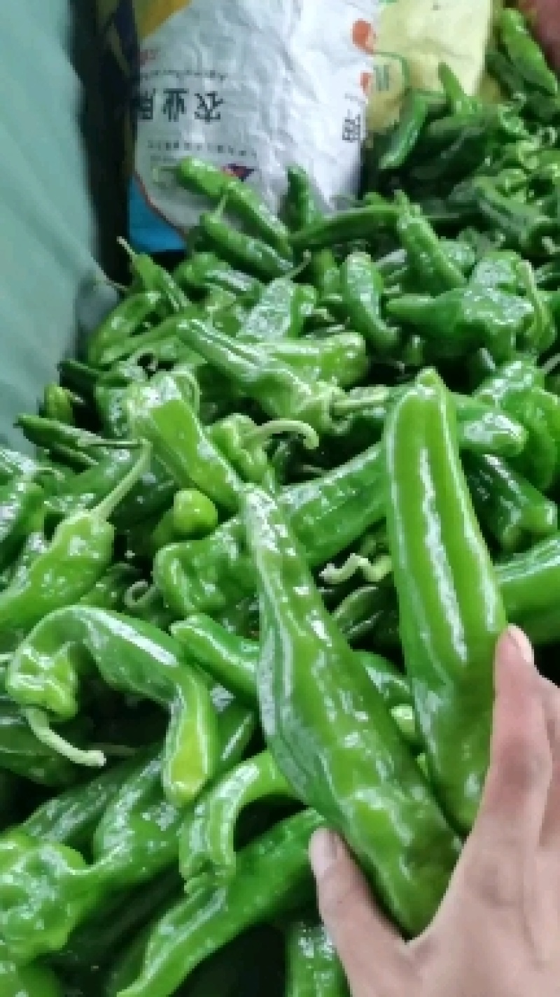 河南鲜辣椒，个大顺直，全部新鲜货可视频看货，可持续供货