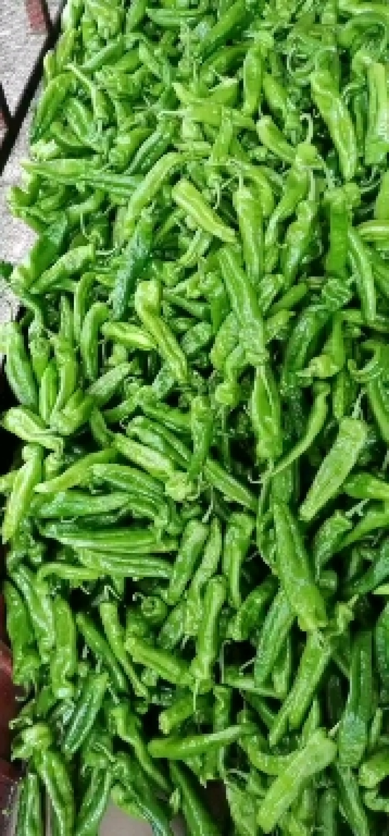 河南鲜辣椒，个大顺直，全部新鲜货可视频看货，可持续供货