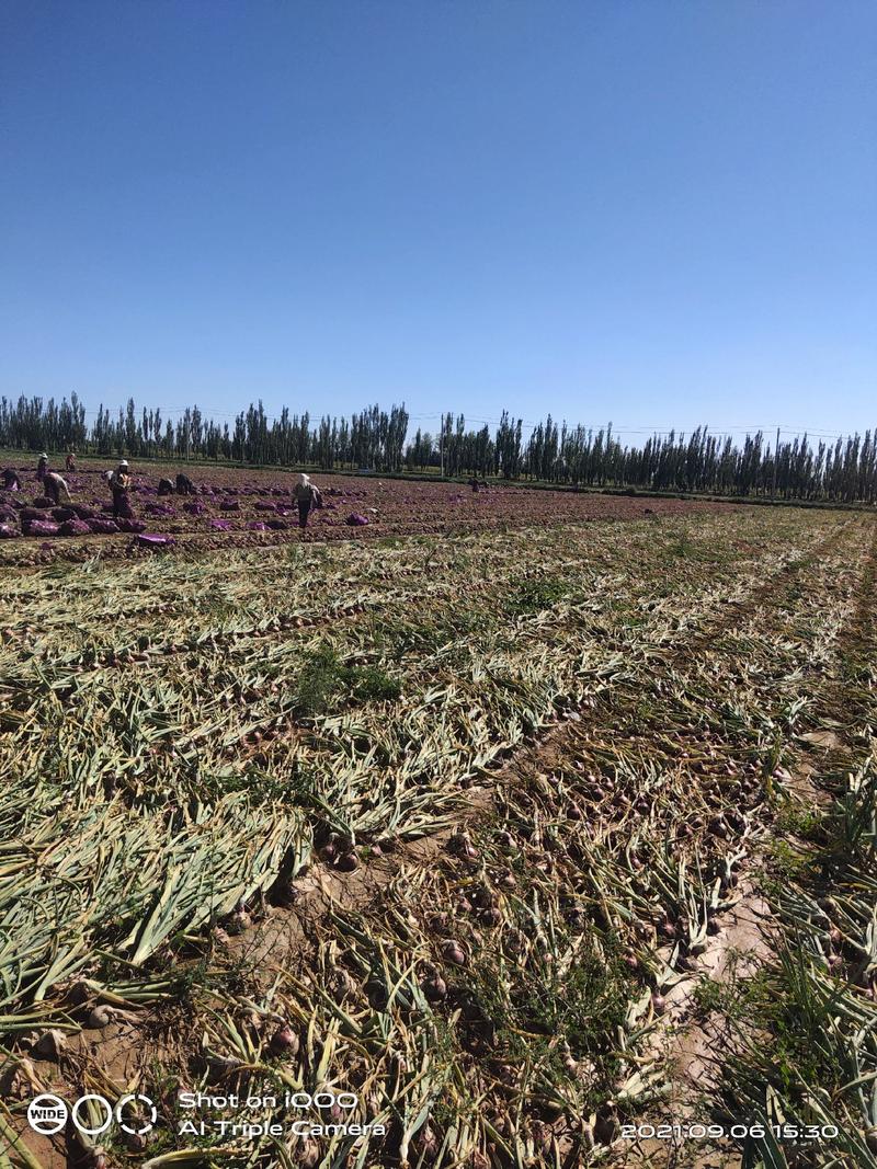 【大量上市】黄皮洋葱，5000亩种植基地，货源充足，量大价优