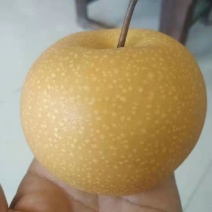 秋月梨