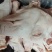 新货，新开检疫，18公斤7-8片鸿运当头，猪头肉