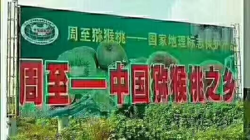 秦美猕猴秦岭山脚下优质猕猴桃种植地区中国猕猴桃之乡