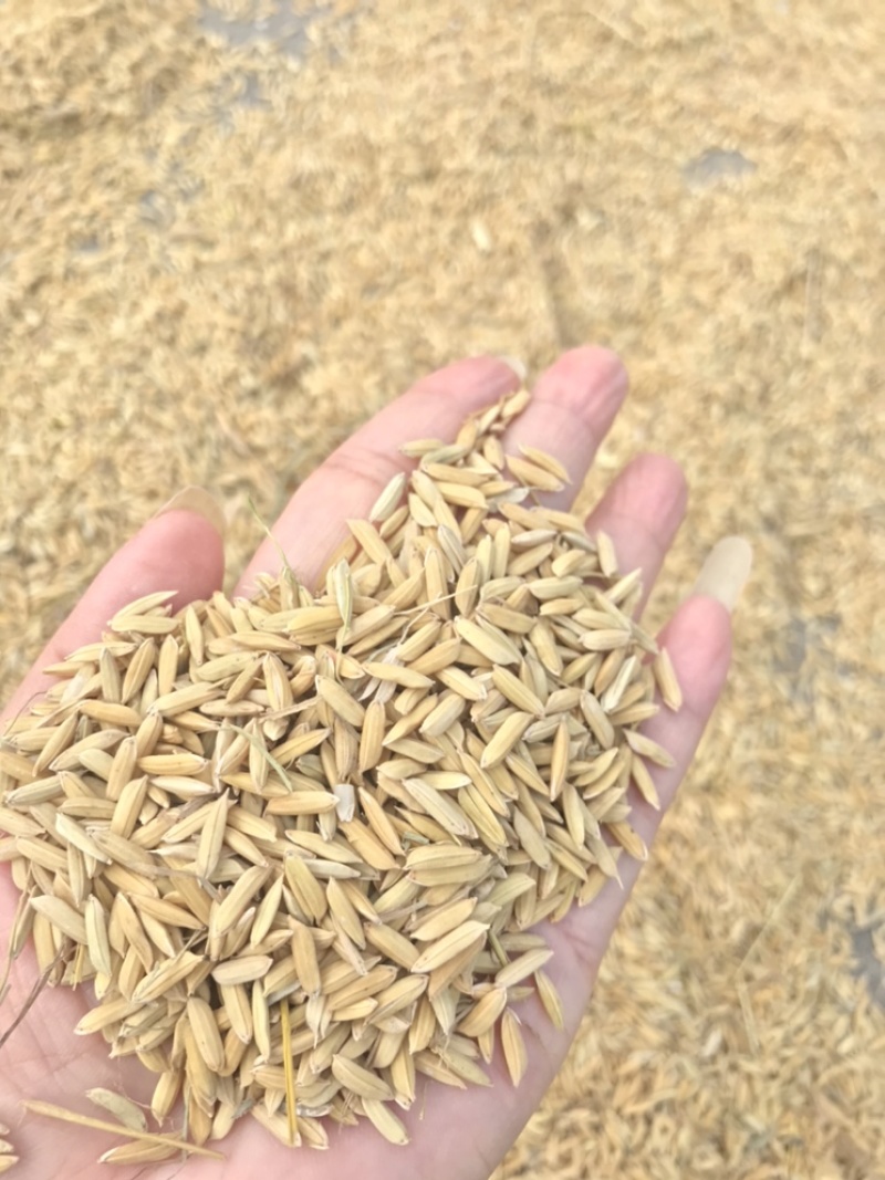 压缩稻壳种植土培基质养殖垫料蓬松透气吸附性好价优可开发票
