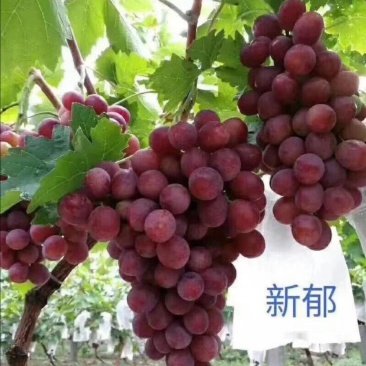 新郁葡萄苗,一年生,贝达嫁接新育葡萄苗基地南北方适合