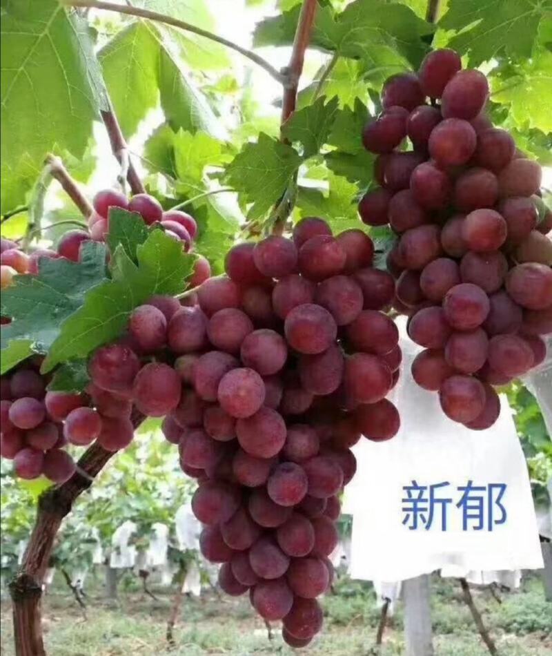 新郁葡萄苗，一年生，贝达嫁接新育葡萄苗基地南北方适合
