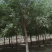 丝棉木6/7/8/9/10公分规格齐全免费技术指导