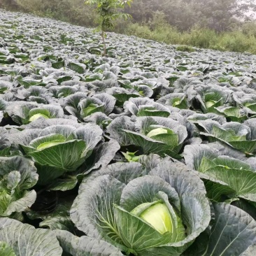 甘蓝。莲花白。