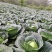 甘蓝。莲花白。