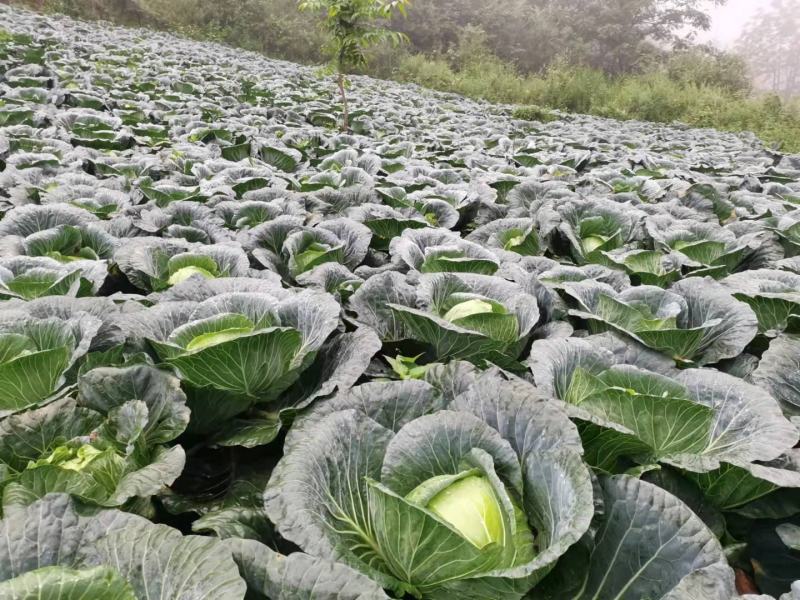 甘蓝。莲花白。