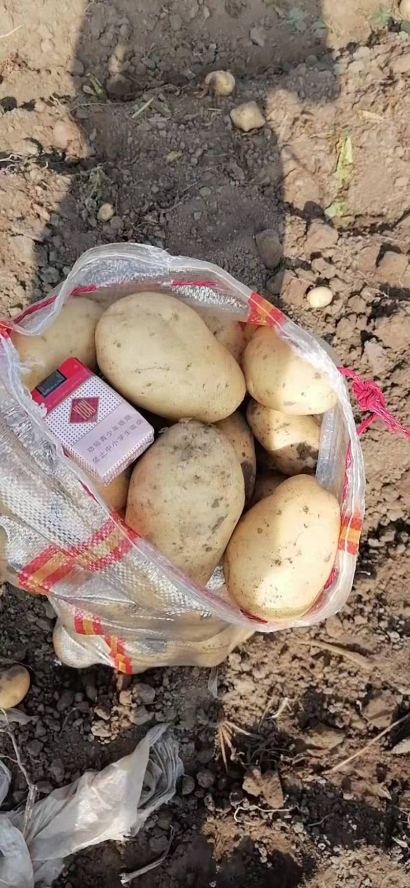 河南土豆沃土，中薯土豆，希森土豆V七土豆系列大量