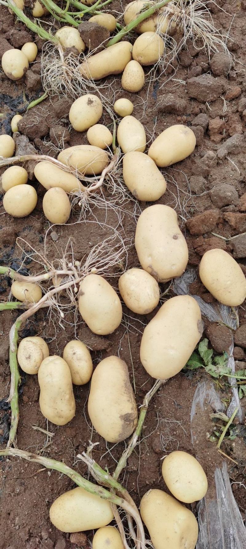 河南土豆沃土，中薯土豆，希森土豆V七土豆系列大量