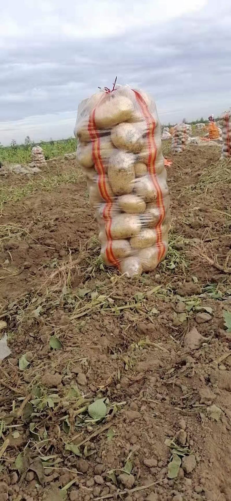 河南土豆沃土，中薯土豆，希森土豆V七土豆系列大量